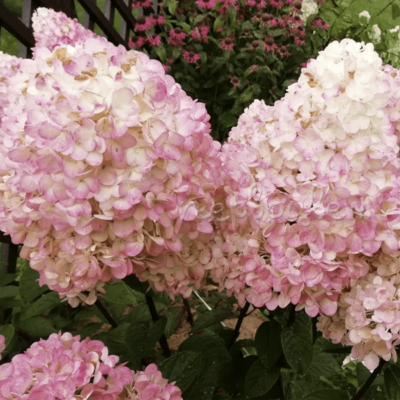 Гортензия Метельчатая Magical Sweet Summer 2021/22