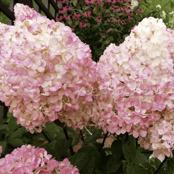 Гортензия Метельчатая Magical Sweet Summer 2021/22