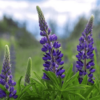 Люпин (llupinus in cultivars Р11