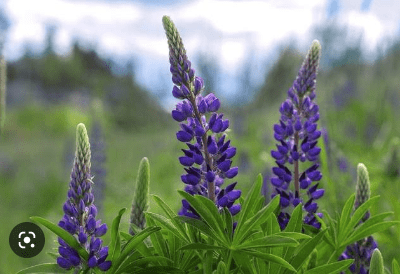Люпин (llupinus in cultivars Р11