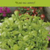 Портулак огородный Лакомка (сер.Четыре сезона)  20шт