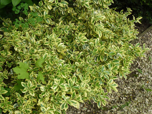 Бересклет Форчуна «ARGENTEO-VARIEGATA» 22/23