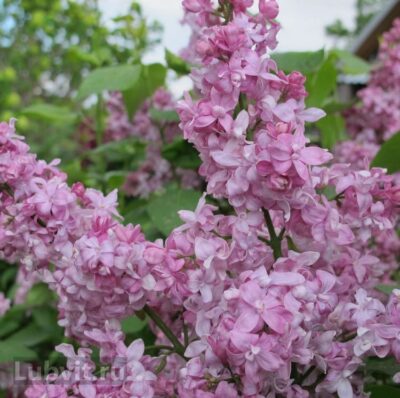 Сирень обыкновенная "Богдан Хмельницкий" 21/23