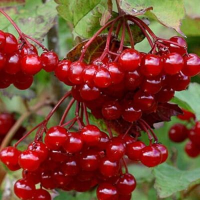 Калина Эликсир 2х лет/2023-26