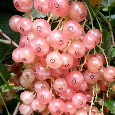 Смородина розовая Смольянинова 2х лет/2026