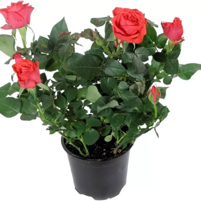 Роза Кордана 25см