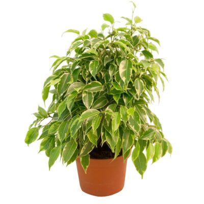Фикус Кинки 30см