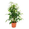 Фикус Наташа 12*40 бенж/ Лаз