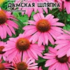 Эхинацея Дамская шляпка 0,05г