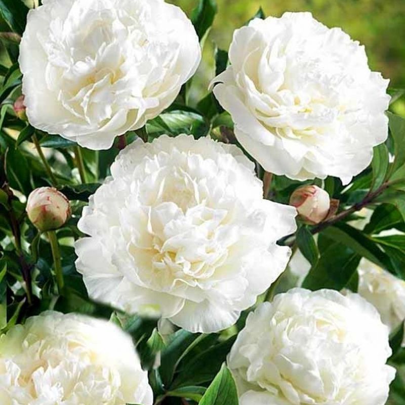 Пион Marie Lemoine