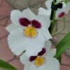 Мильтония (Miltonia), 12*40 — изображение 4