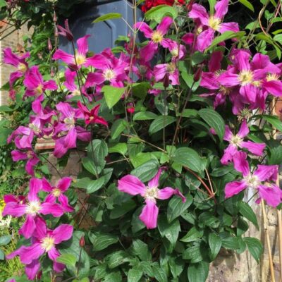 Клематис ботанический Инспирейшен Зоин Р9