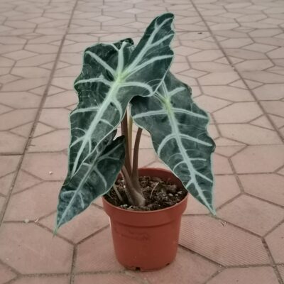 Алоказия "Полли" (Alocasia amazonica ‘Polly’), D12