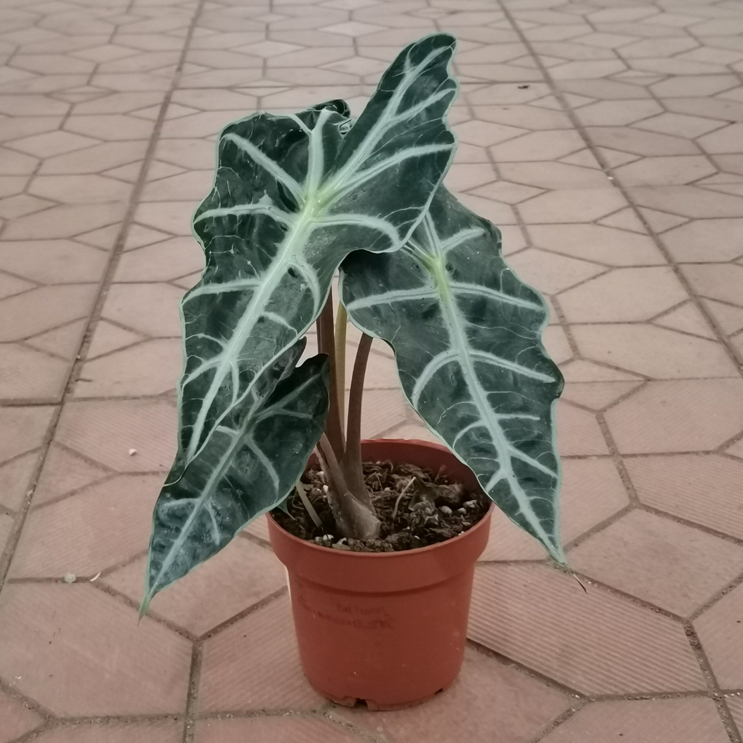 Алоказия "Полли" (Alocasia amazonica ‘Polly’), D12
