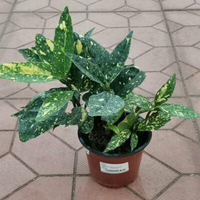 Аукуба (Aucuba)