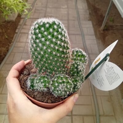 Кактус Мамилярия 12*20