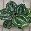 Калатея медальон (Calathea roseopicta ‘Medallion’)