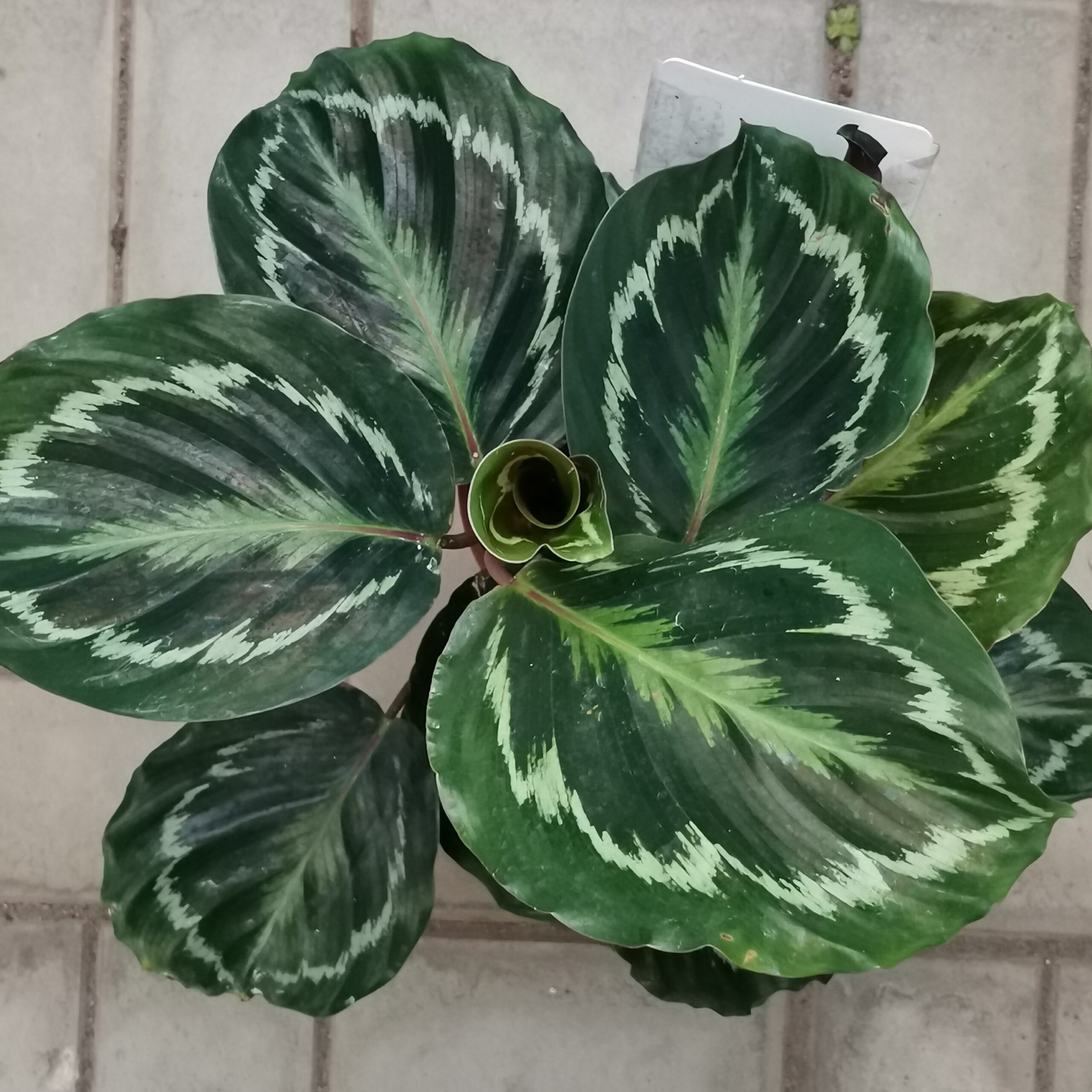 Калатея медальон (Calathea roseopicta ‘Medallion’)