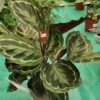Калатея медальон (Calathea roseopicta ‘Medallion’)