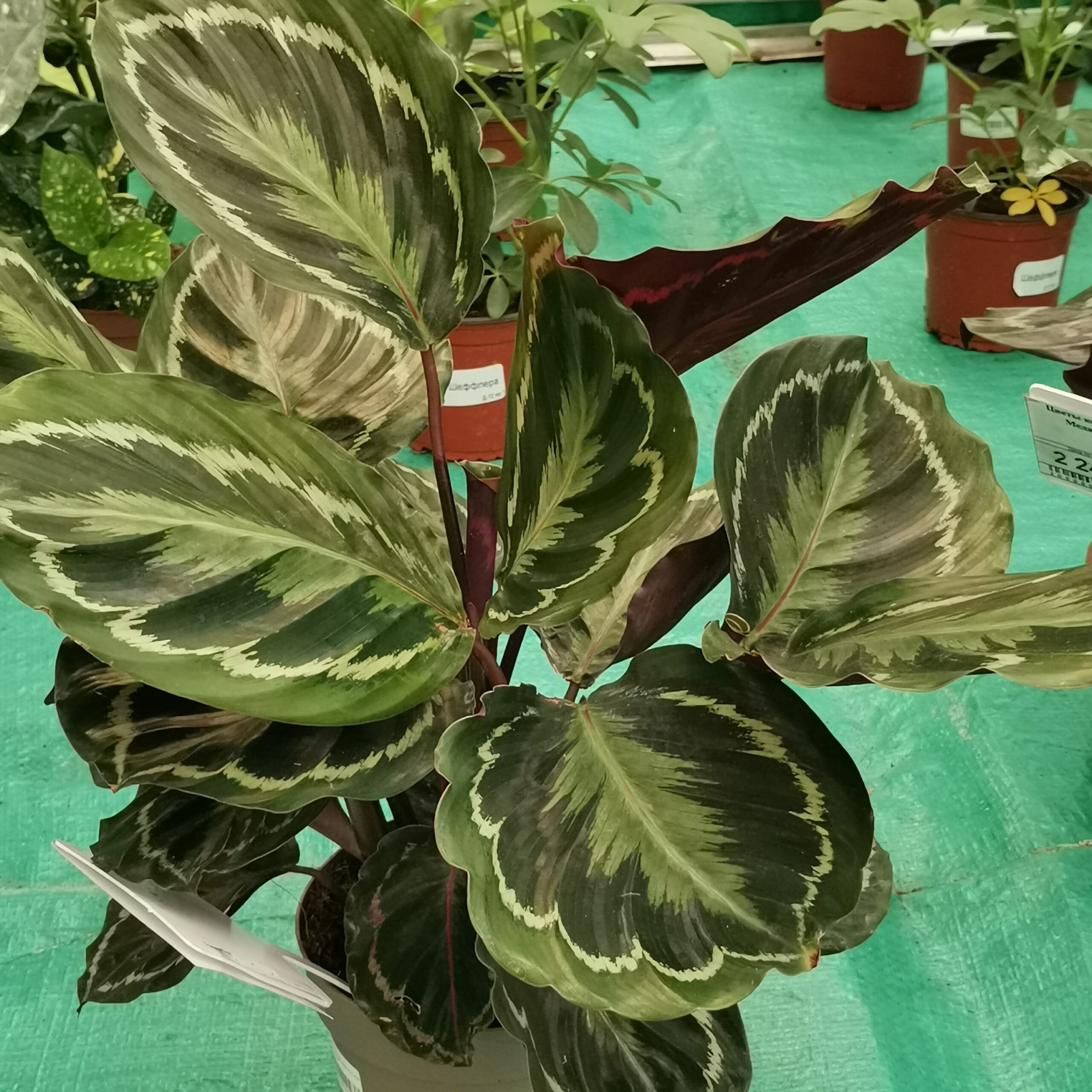 Калатея медальон (Calathea roseopicta ‘Medallion’)
