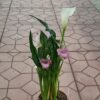 Калла (зантедеския), горшок Р13, высота 35 см — изображение 8