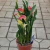Калла (зантедеския), горшок Р13, высота 35 см — изображение 7