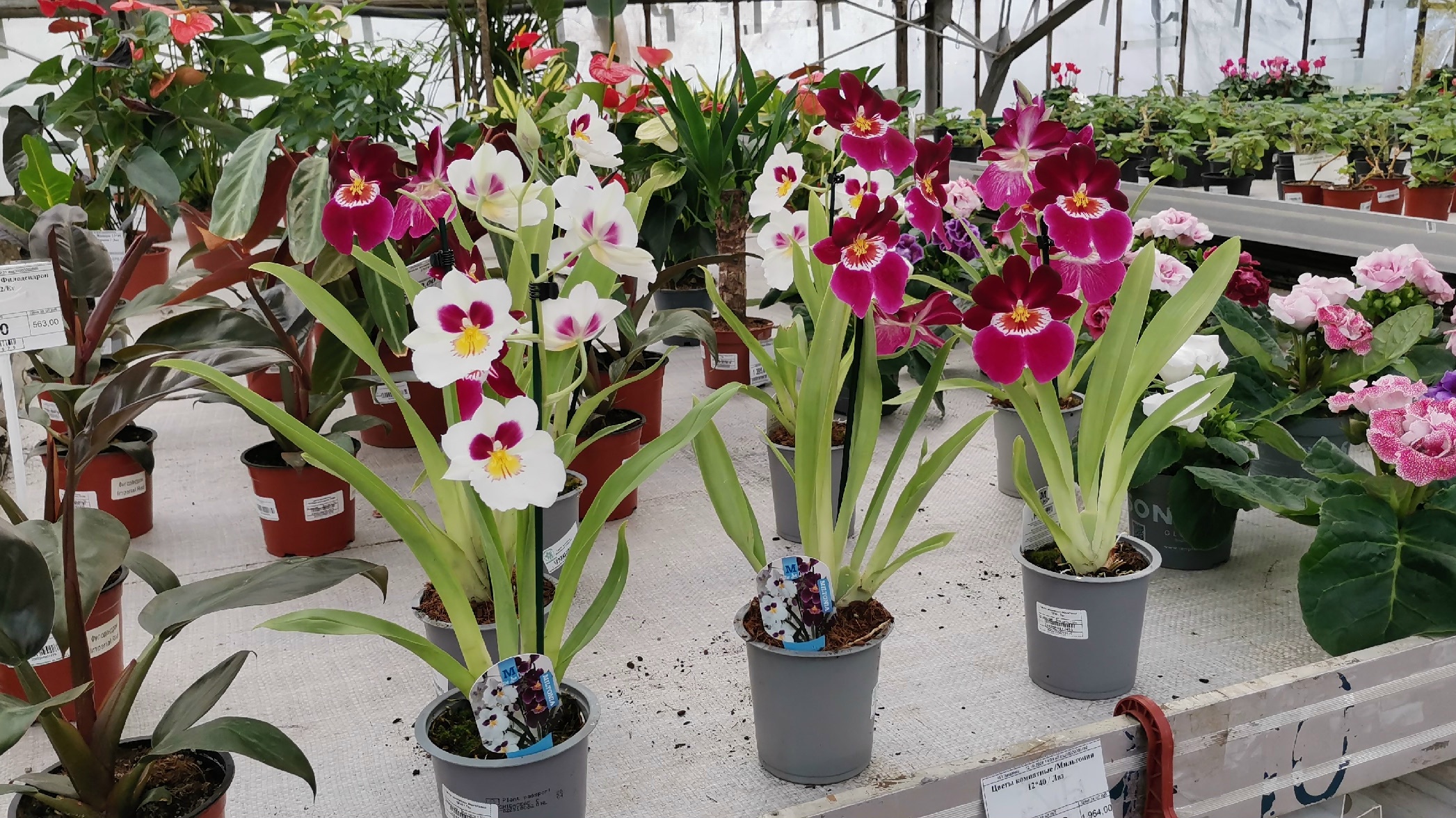 Мильтония Miltonia