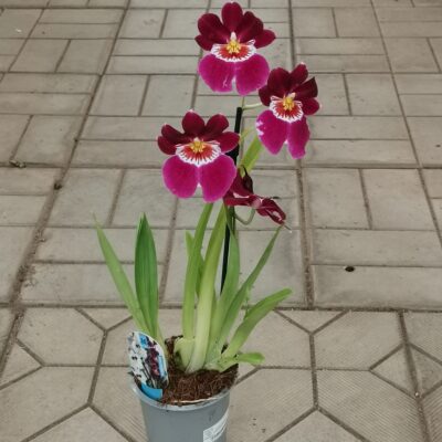 Мильтония Miltonia