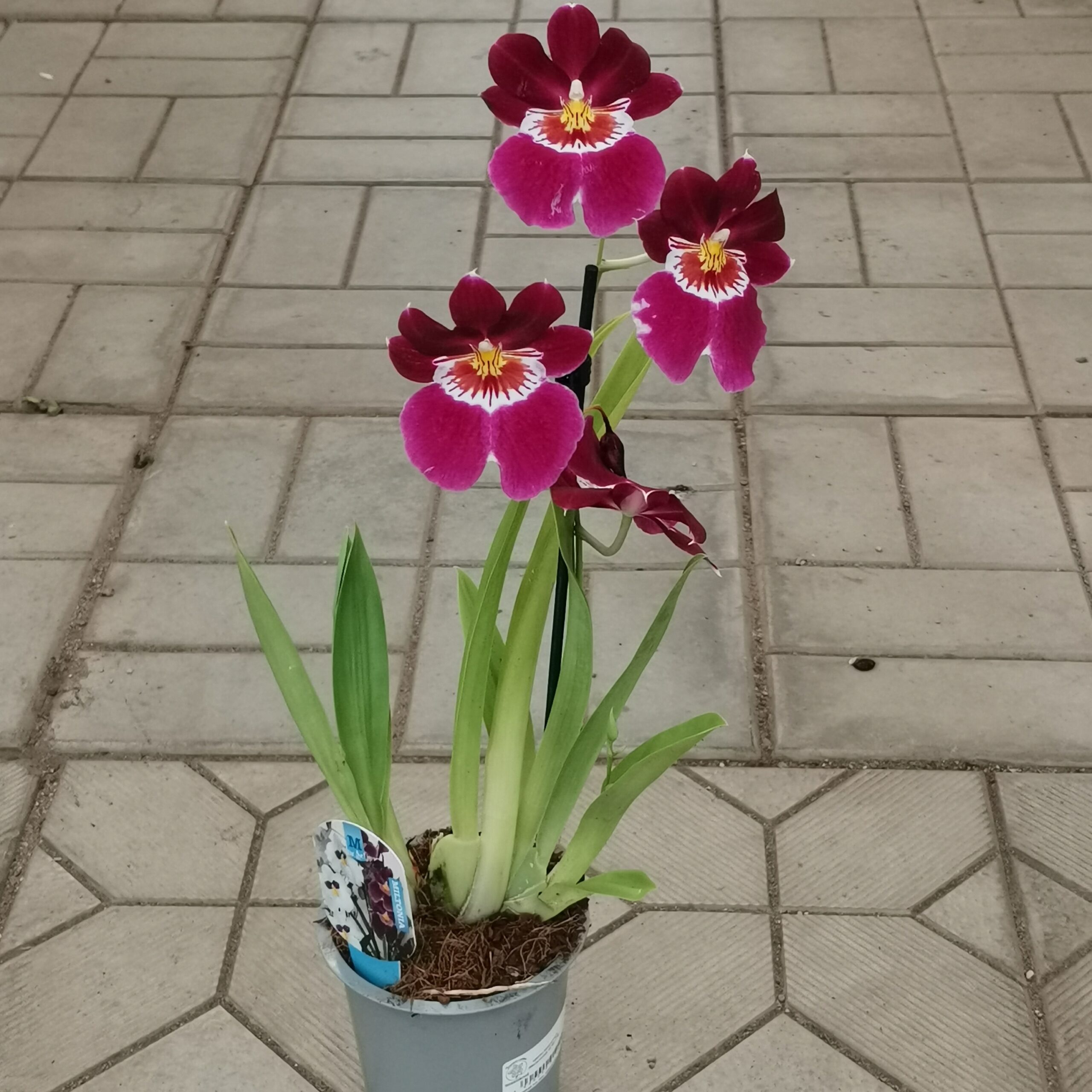 Мильтония Miltonia