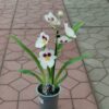 Мильтония Miltonia