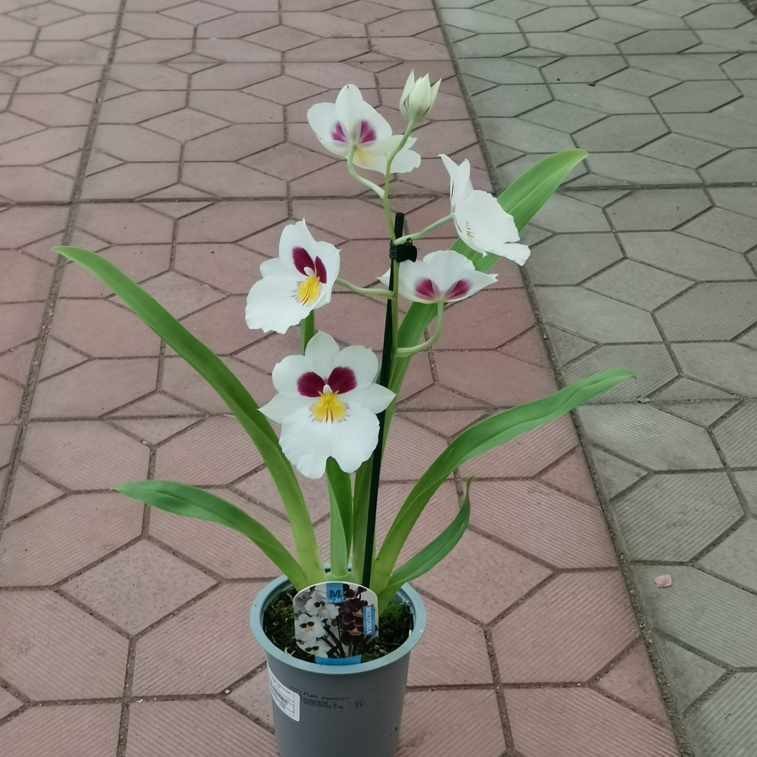 Мильтония Miltonia