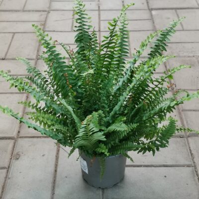Нефролепис (Nephrolepis), 12*55