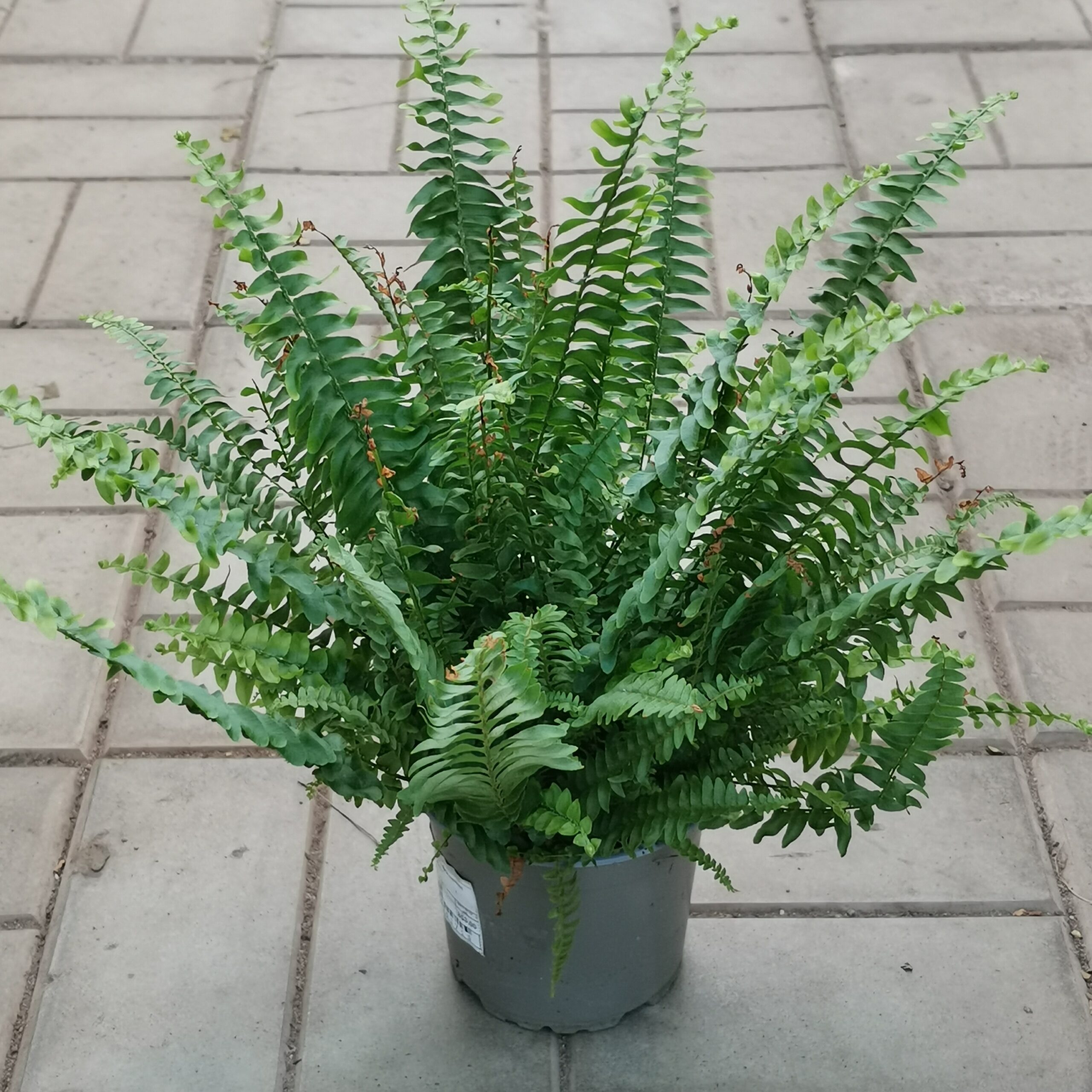 Нефролепис (Nephrolepis), 12*55