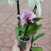 Фаленопсис мини 6*25 / Лаз — изображение 3