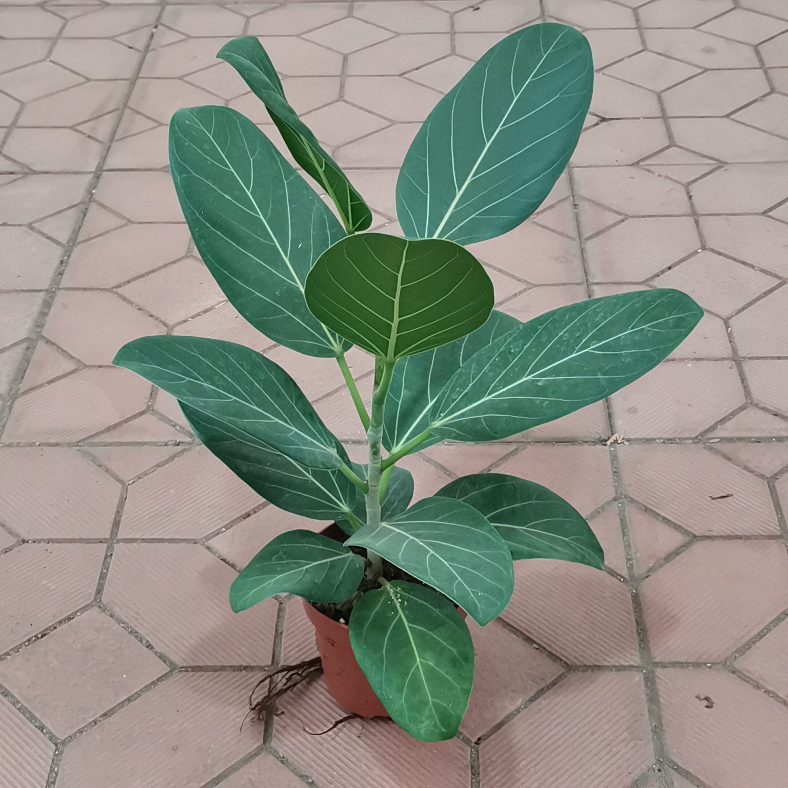 Фикус "Андрей" (Ficus benghalensis ‘Audrey’), 12*55