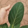 Фикус "Андрей" (Ficus benghalensis ‘Audrey’), 12*55 — изображение 2