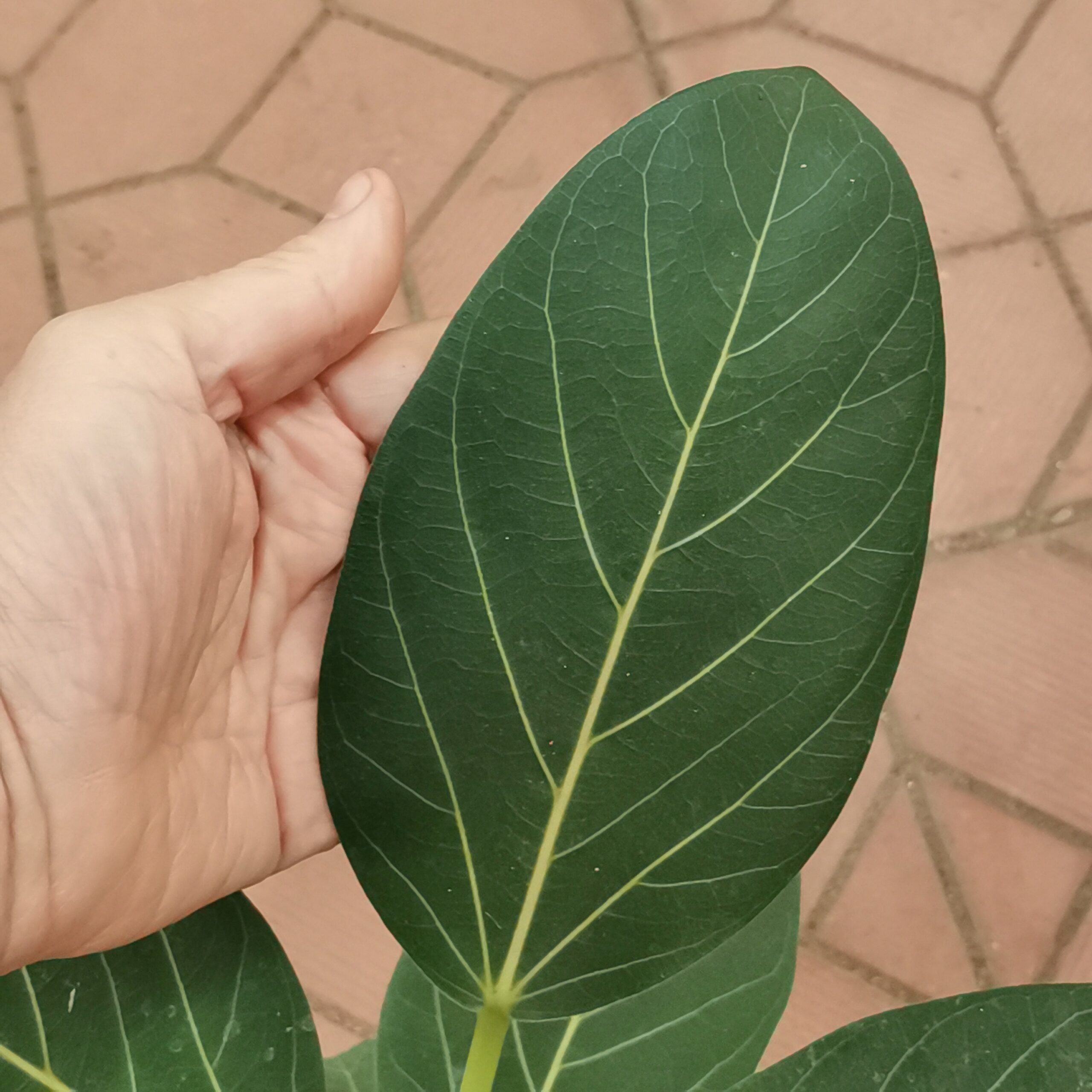 Фикус "Андрей" (Ficus benghalensis ‘Audrey’), 12*55 — изображение 2