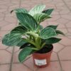 Филодендрон (лат. Philodendron)