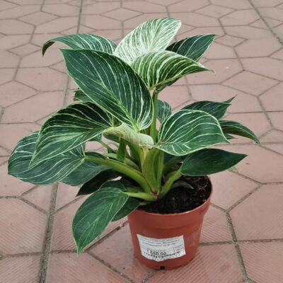 Филодендрон (лат. Philodendron)