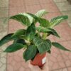 Филодендрон (лат. Philodendron)